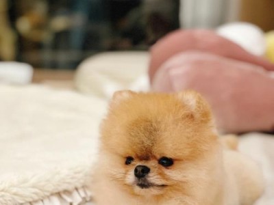 博美犬的洗澡频率与注意事项（正确洗澡方法，保持博美犬毛发健康亮丽）