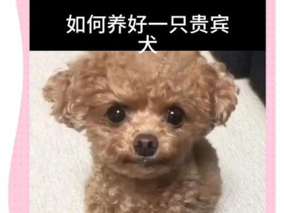 泰迪狗（揭秘泰迪狗睡眠时间及其影响因素）