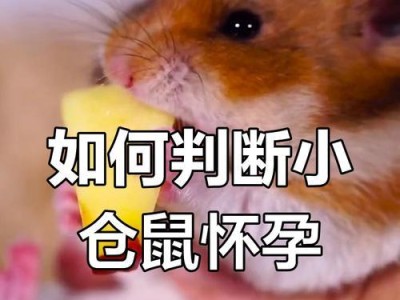 仓鼠怀孕生产周期的了解（探究仓鼠怀孕多久生的过程及关键因素）