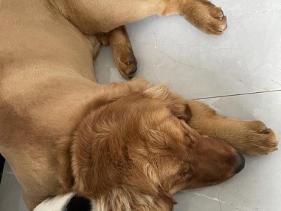 金毛犬剃毛时间与方法（如何恰当地为金毛犬剃毛，保持其健康与美丽）