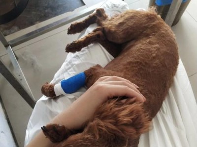 泰迪狗胰腺炎的症状及防治措施（泰迪狗胰腺炎的早期症状、重要性及预防方法）