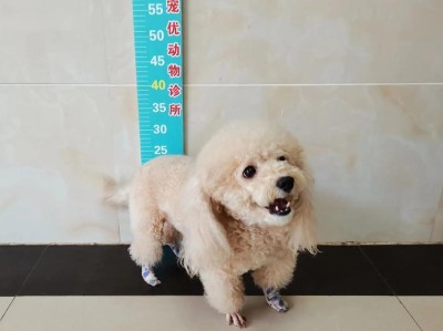 上海养狗手续办理详解