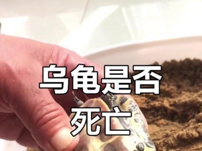 哪些乌龟不需要冬眠？（揭秘不需要冬眠的乌龟种类及原因）