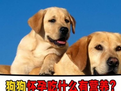 孕妇狗的饮食搭配与管理（为宠物孕妇狗提供均衡营养的关键）
