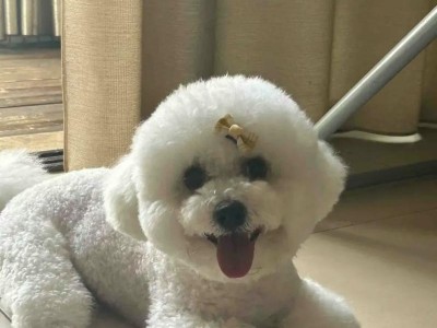 养一只“比熊犬”需要多少钱？（揭秘养“比熊犬”的费用及注意事项）