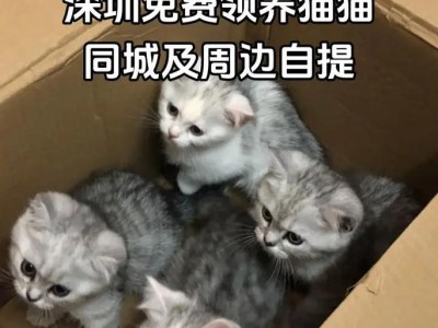 喂养奶猫的经验——为您的毛球提供最佳护理（猫咪宝宝奶瓶喂养的关键步骤与注意事项）