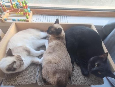 养猫的花销究竟有多高？（揭秘养猫的花销大揭秘）