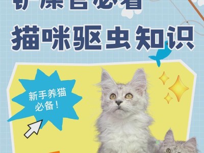 小猫四个月要吃些什么东西？（养育四个月大的小猫需要注意的饮食问题）
