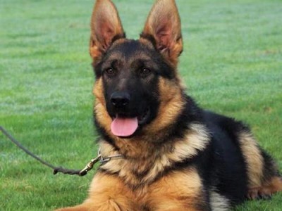 德牧幼犬价格及选购指南（了解德牧幼犬价格，助你挑选理想宠物伙伴）