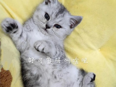 如何为小猫取一个适合的名字（寻找与小猫特点相符的名字）