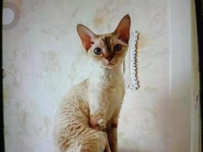 德文卷毛猫的饲养指南（从选购到喂养，一步步教你打理你的卷毛猫）
