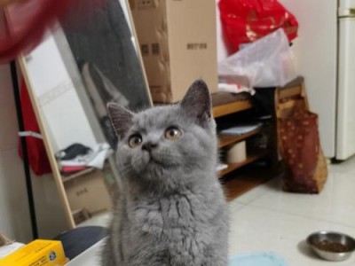 英国短毛猫之谜（探寻英国短毛猫名字背后的起源与意义）