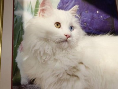 中国大白猫（临清狮子猫太贵？不妨考虑中国大白猫！）