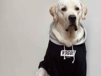 ChoosingthePerfectEnglishNameforYourDog（15PopularEnglishNamesforYourFurryFriend）