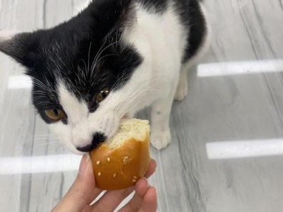 猫咪的饮食习惯与喜好（探寻猫咪的食欲和偏好，揭示它们的味蕾秘密）