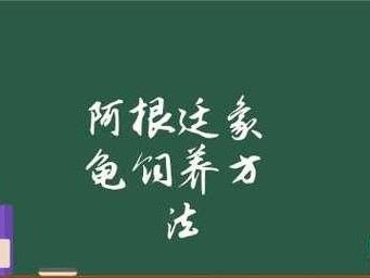 如何饲养健康的阿根廷象龟（掌握正确饲养方法，让你的象龟健康成长）