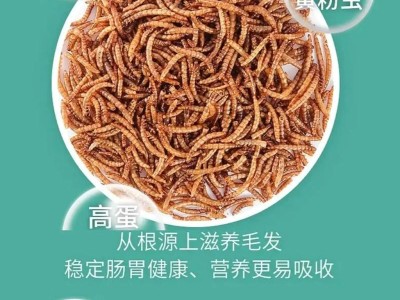 选择合适的磨牙用品，关爱仓鼠牙齿健康（保护仓鼠牙齿，从选择磨牙用品开始）