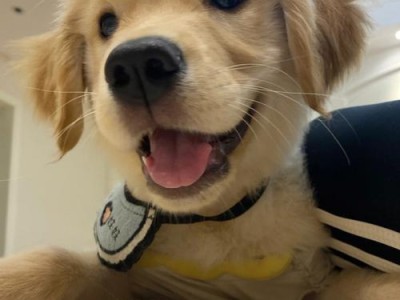 探秘金毛犬最佳观赏时间（发现金毛犬魅力的黄金时刻）