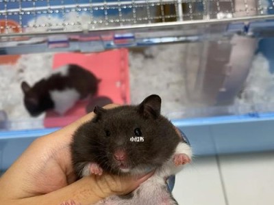 教你如何训练仓鼠上厕所（让仓鼠养成定点拉尿的好习惯，告别随地大小便）