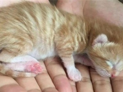 刚生出来的小猫应该吃什么？（初生小猫的适宜食物及饲养指南）