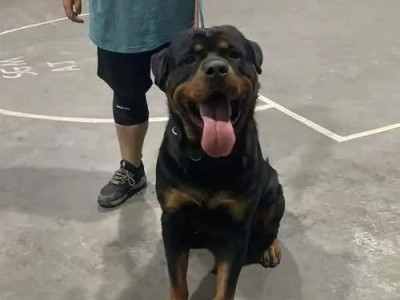 罗威纳犬最佳配种对象的选择（了解罗威纳犬与其他犬种的配种优势）