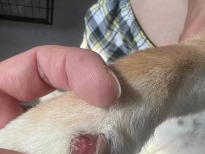 狗脚上面红的是什么？（探究狗脚上红斑的原因及处理方法）