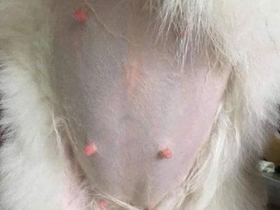 狗怀孕了需要注意什么？（狗怀孕的关键注意事项和建议）
