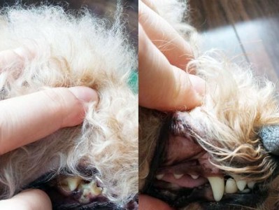 狗狗洗牙的费用及流程详解（小狗洗牙多少钱？洗牙流程解析）