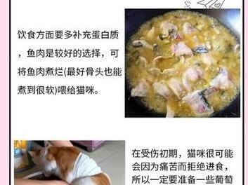 猫咪骨折了怎么处理？（教你正确处理猫咪骨折，保护它的健康与幸福）