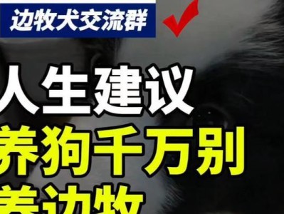 养边牧的烦恼（以原来边牧那么可怕，养过的都在诉苦）