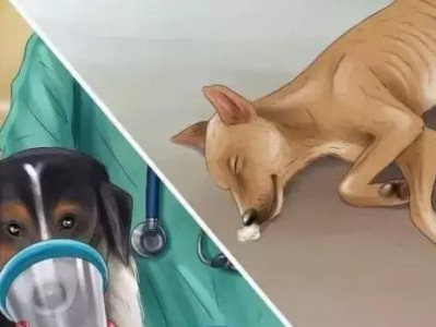 宠物药物中毒的种类及症状解读（详解狗药药物中毒的反应及应对方法）