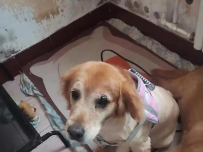 为什么金毛成为如此受欢迎的宠物选择？（探索金毛犬的优点与魅力，解析其受欢迎的原因）