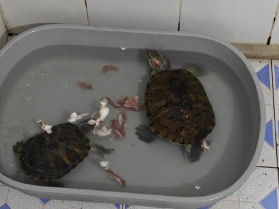 如何合理喂养龟龟？（确定适量饲料，保障龟龟健康）