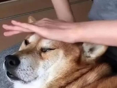 狗狗眼中的我们（透过狗狗的眼睛，探寻人类在它们心中的地位与角色）
