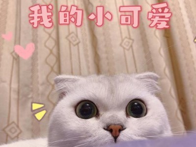请拒绝爱折耳猫，保护它们的健康（为了避免折耳猫的痛苦，请选择其他猫咪作为宠物）