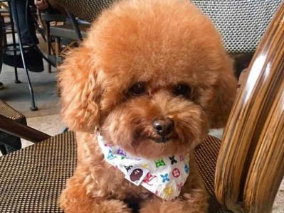 如何判断泰迪犬是否纯种？（选择纯种泰迪的关键要点）