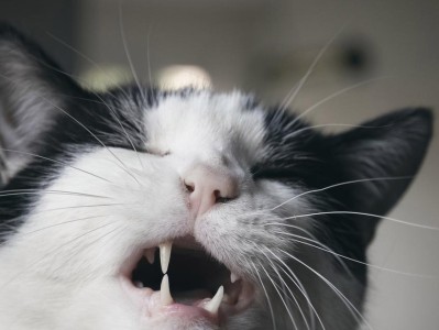 猫为什么会开嘴巴喘气（探究猫咪呼吸方式的奥秘）