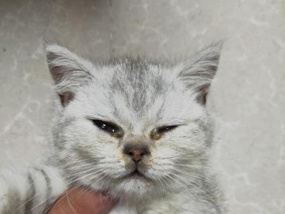 为什么猫会留黄鼻涕？（探索猫咪鼻涕的成因与处理方法）