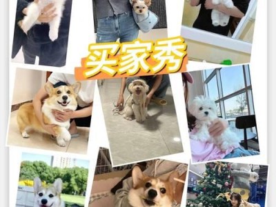 拉布拉多犬价格揭秘