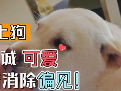 狗狗吃完饼干没多久吐黄色水水？了解胃液的正常分泌（探究狗狗吃完饼干后吐黄色水水的原因和解决方法）