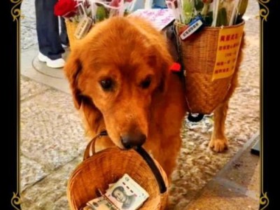养金毛犬的经济成本及合理饲养量（了解养金毛犬的花费和喂养习惯，掌握省钱又健康的方法）