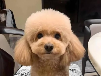 如何养好一只泰迪？（探讨泰迪犬的常见问题及解决方法。）