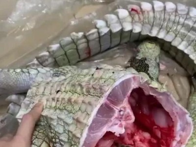 如何合理饲养宠物鳄鱼（培养与宠物鳄鱼的深厚情感，快乐与责任并存）