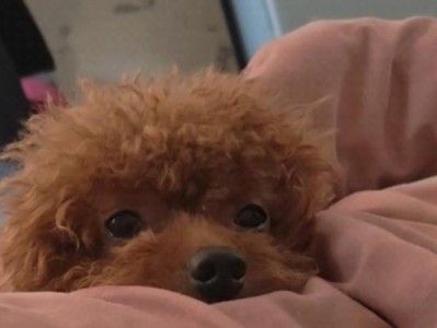 小狗身体形状的奇妙之谜（小狗身体像什么东西？）