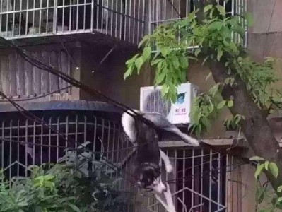 解析现代哈士奇不听话的原因（探究教养方式与环境对哈士奇行为的影响）