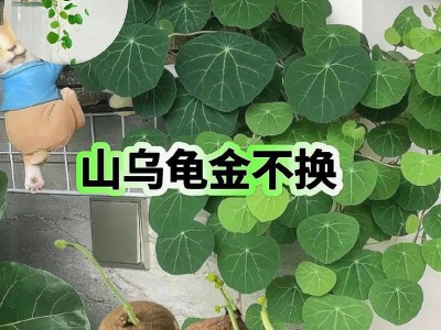 养好草龟的秘诀（了解乌龟的生活习性，打造舒适生活环境）