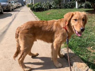 金毛犬的标准体型与体重（揭秘金毛犬的完美体型和体重要求，让你的宠物更加健康、活力四溢）
