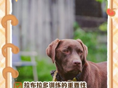 狗狗基础训练的重要性（掌握基础训练，培养优秀犬只）