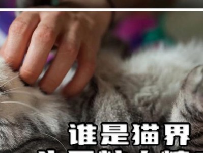 猫咪（探究猫咪对人类的深情厚意）