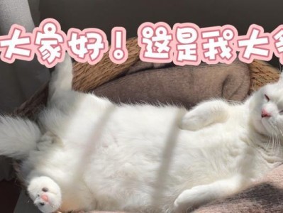 宅猫生活大揭秘（以猫自己在家做什么为主题的探索）